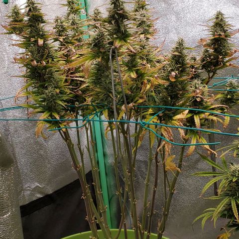Lofty Moose growlog timeline photo