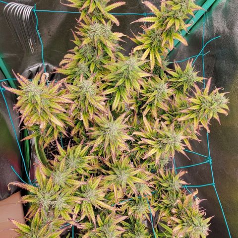 Lofty Moose growlog timeline photo