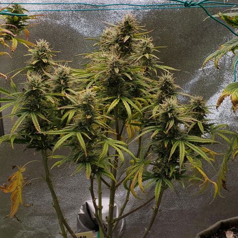 Liz Lemon growlog timeline photo