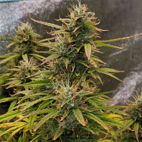 Liz Lemon growlog timeline photo