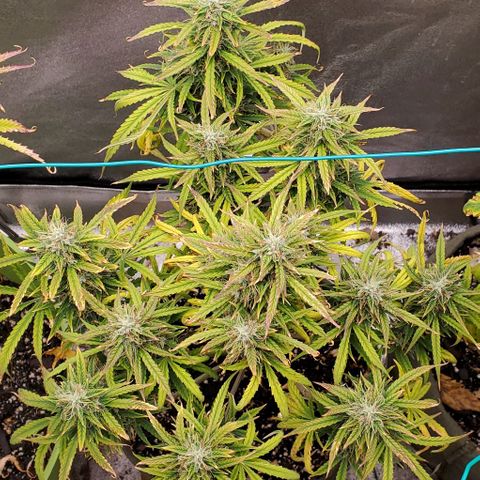 Liz Lemon growlog timeline photo