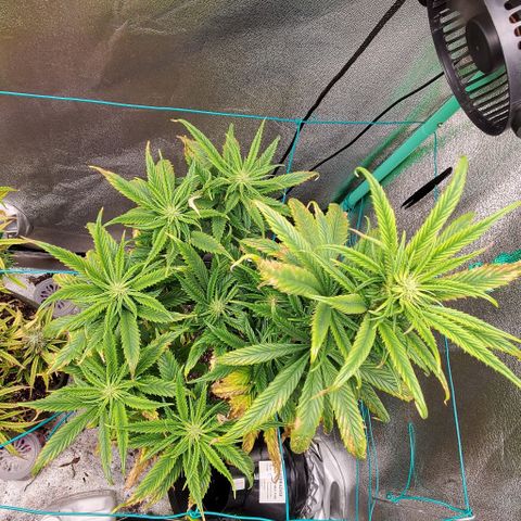 Princess Peach growlog timeline photo
