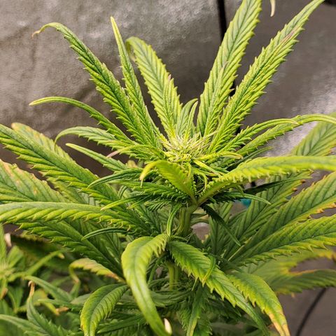 Princess Peach growlog timeline photo
