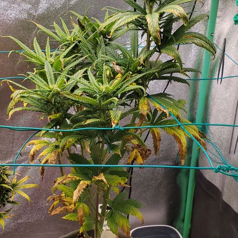 Princess Peach growlog timeline photo