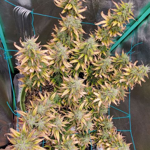 Lofty Moose growlog timeline photo