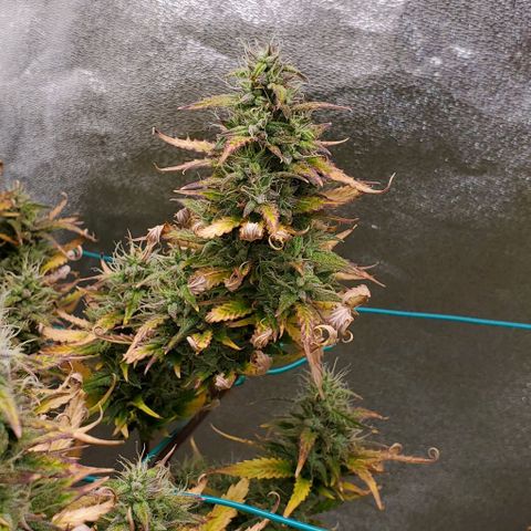 Lofty Moose growlog timeline photo