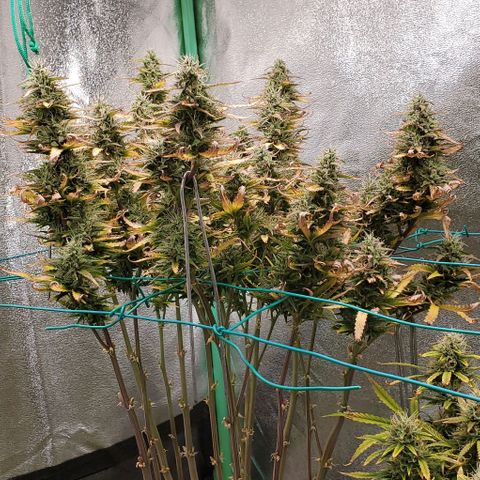 Lofty Moose growlog timeline photo