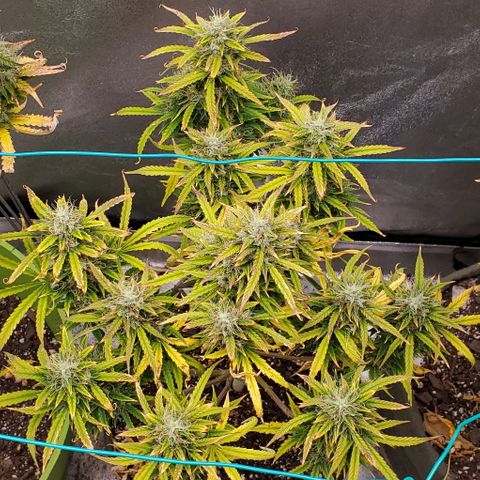 Liz Lemon growlog timeline photo