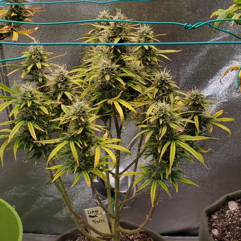 Liz Lemon growlog timeline photo