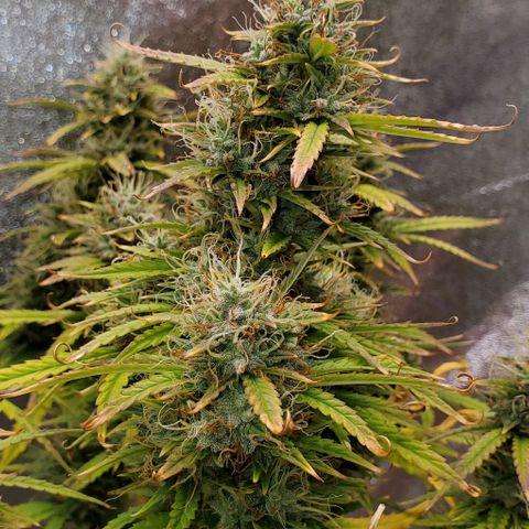 Liz Lemon growlog timeline photo