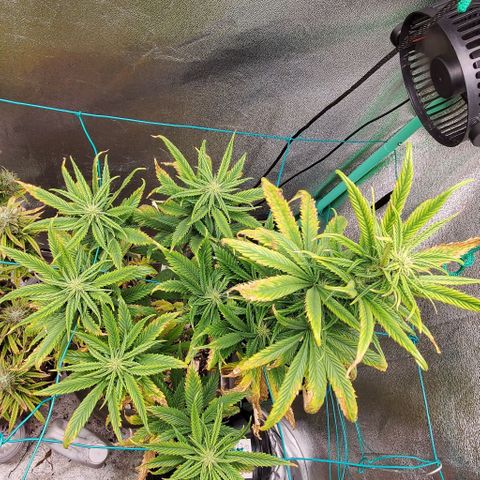 Princess Peach growlog timeline photo