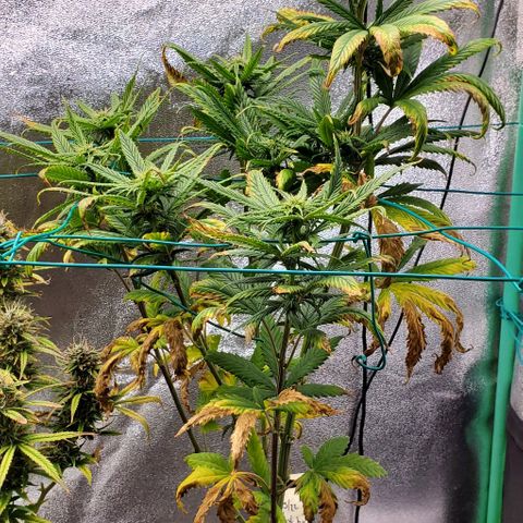Princess Peach growlog timeline photo