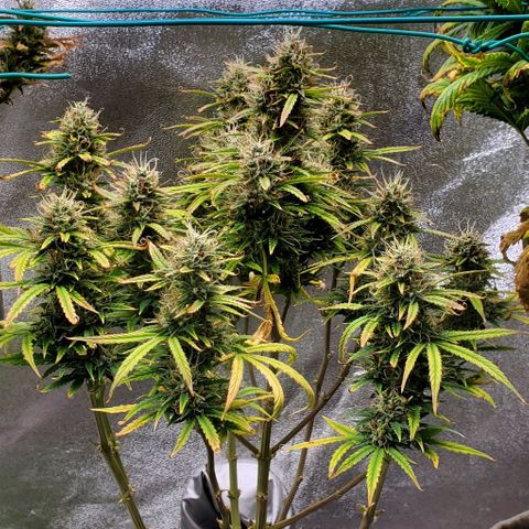 Liz Lemon growlog timeline photo