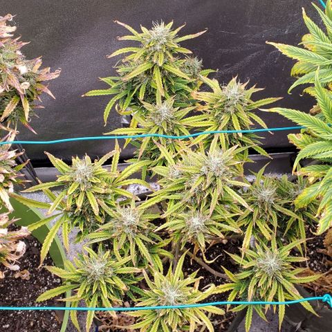 Liz Lemon growlog timeline photo