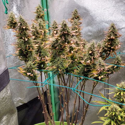 Lofty Moose growlog timeline photo