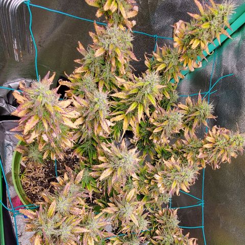 Lofty Moose growlog timeline photo