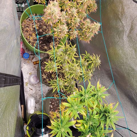 Lofty Moose growlog timeline photo