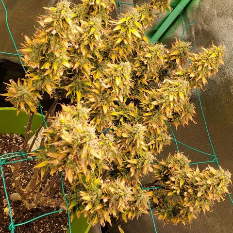 Lofty Moose growlog timeline photo