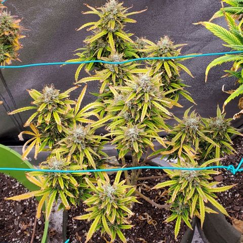 Liz Lemon growlog timeline photo