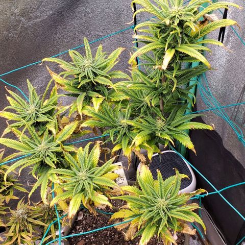 Princess Peach growlog timeline photo