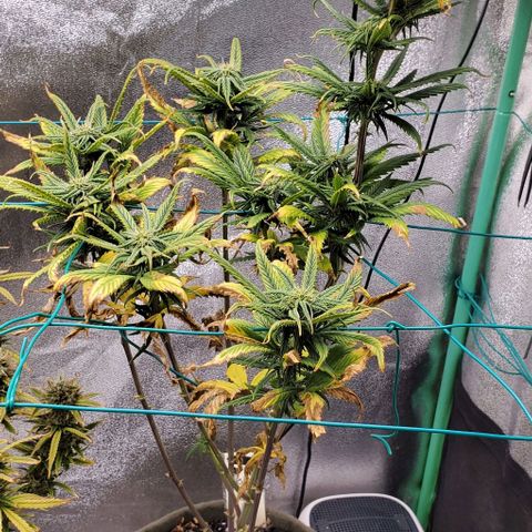Princess Peach growlog timeline photo