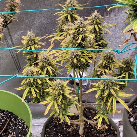 Liz Lemon growlog timeline photo