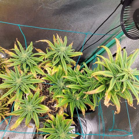 Princess Peach growlog timeline photo
