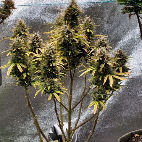 Liz Lemon growlog timeline photo