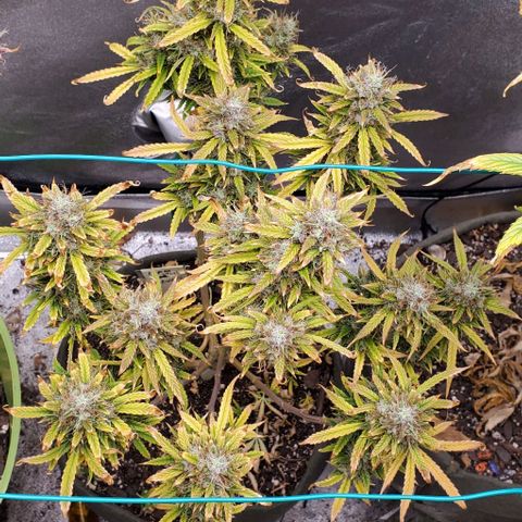 Liz Lemon growlog timeline photo