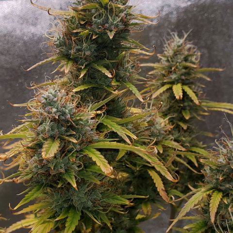 Liz Lemon growlog timeline photo