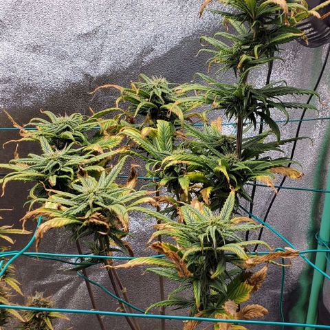 Princess Peach growlog timeline photo