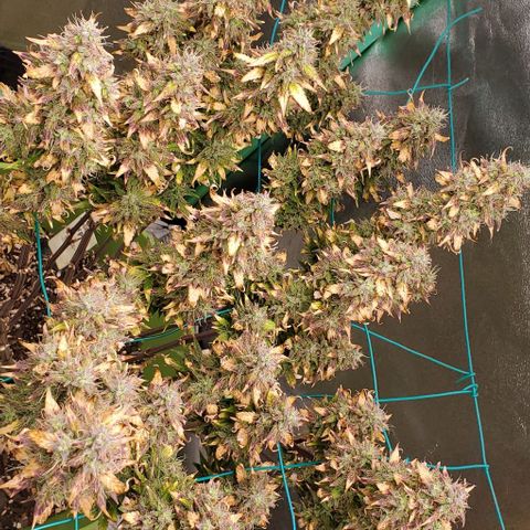 Lofty Moose growlog timeline photo