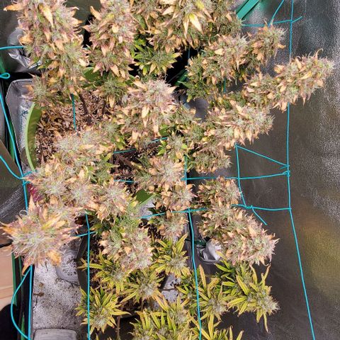 Lofty Moose growlog timeline photo