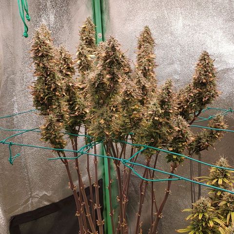 Lofty Moose growlog timeline photo