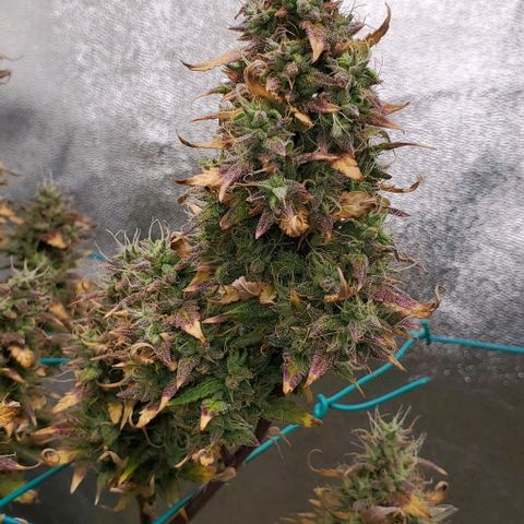 Lofty Moose growlog timeline photo