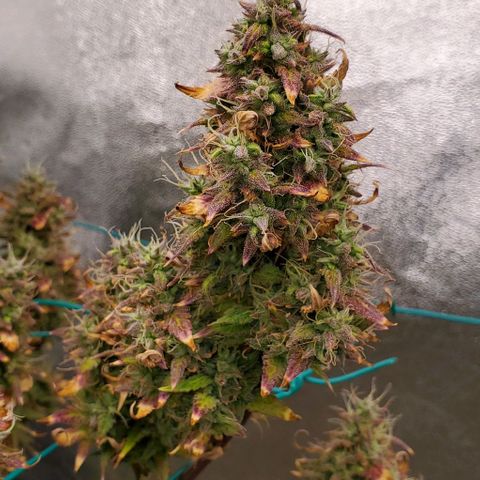 Lofty Moose growlog photo: She thicc