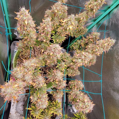 Lofty Moose growlog photo: She thicc