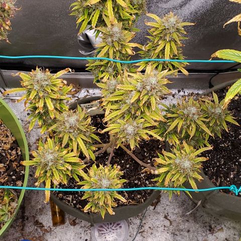 Liz Lemon growlog timeline photo