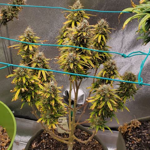 Liz Lemon growlog timeline photo