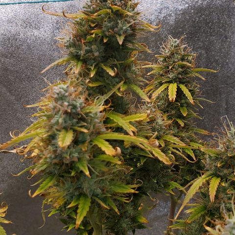 Liz Lemon growlog timeline photo