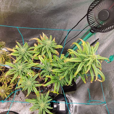 Princess Peach growlog timeline photo