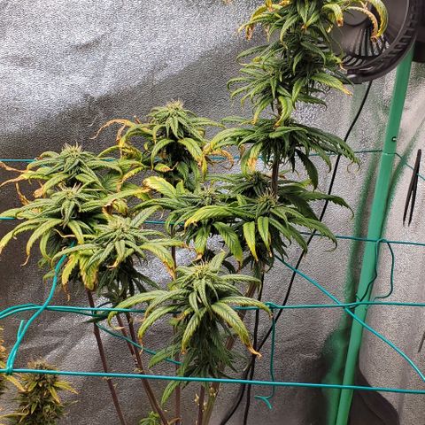 Princess Peach growlog timeline photo