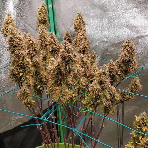 Lofty Moose growlog timeline photo