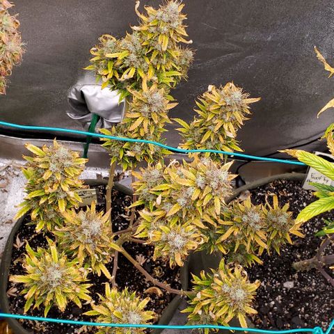 Liz Lemon growlog timeline photo