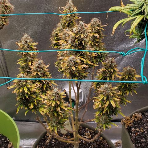 Liz Lemon growlog timeline photo