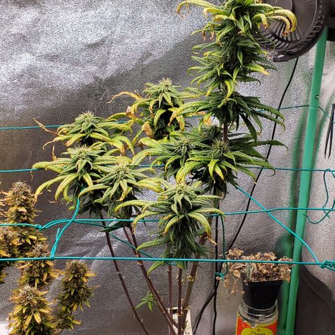 Princess Peach growlog timeline photo