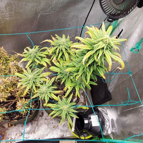 Princess Peach growlog timeline photo