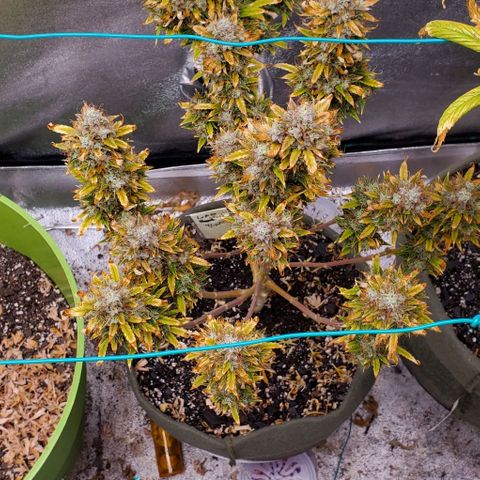 Liz Lemon growlog timeline photo