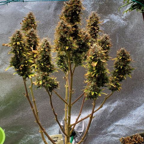 Liz Lemon growlog timeline photo