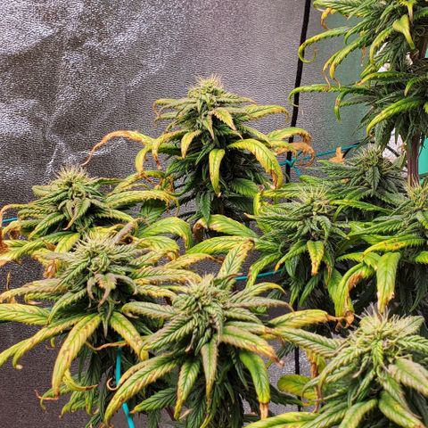 Princess Peach growlog timeline photo